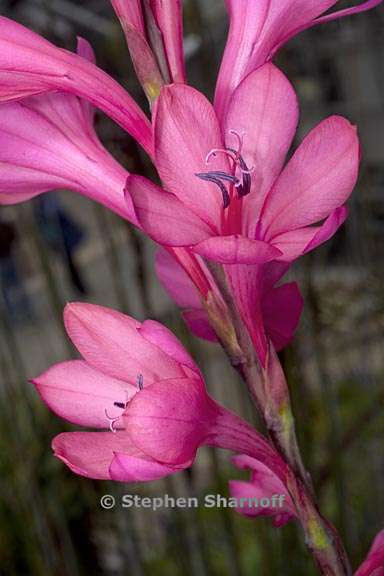 watsonia borbonica ssp ardernei 4 graphic